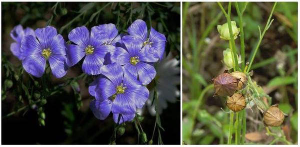 flax flowers and fruits 