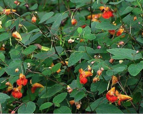 jewelweed is an effective natural poison ivy treatment