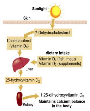 Diagram of how humans produce vitamin D