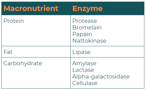 how enzymes work in the digestive system