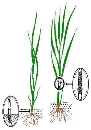 when to harvest greens