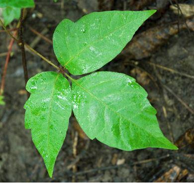 how to identify poison ivy