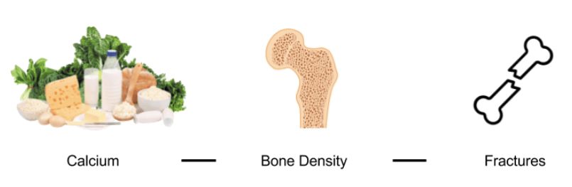 relationship between calcium and bone fractures