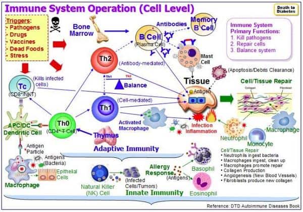 Infographic explaining how complex the immune system is